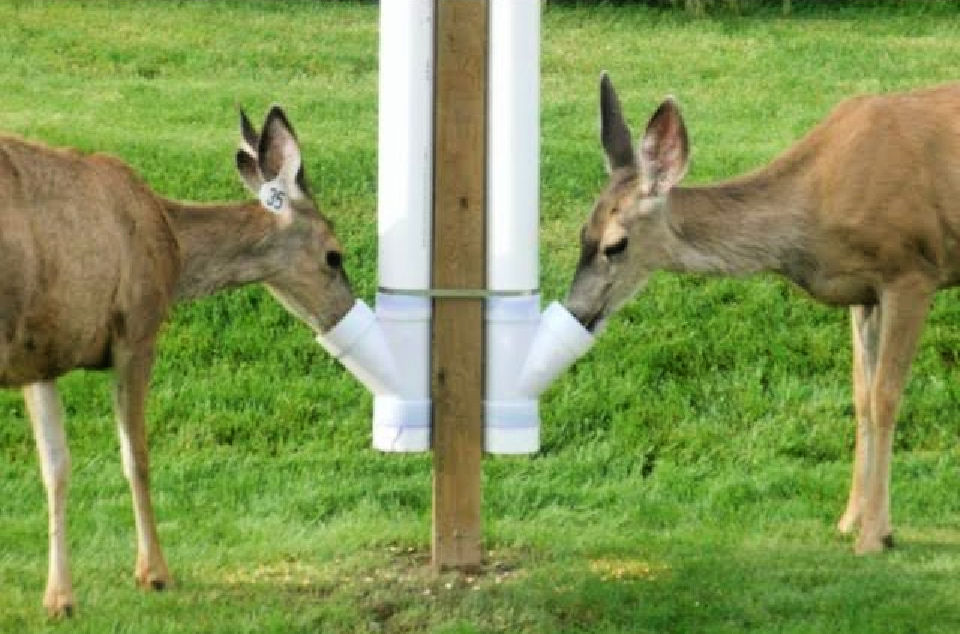 25 Homemade DIY Deer Feeder Ideas and Plans