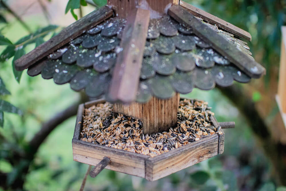 25 Free Homemade DIY Squirrel Feeder Plans