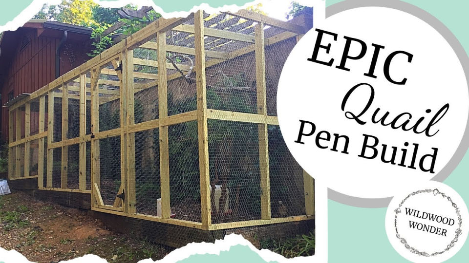 20 Homemade DIY Quail Cage Plans and Ideas