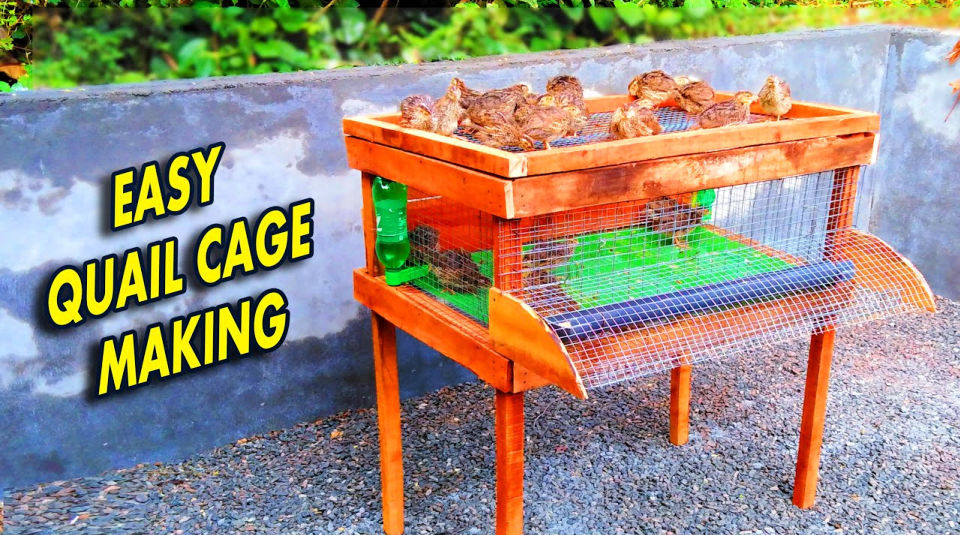 20 Homemade DIY Quail Cage Plans and Ideas