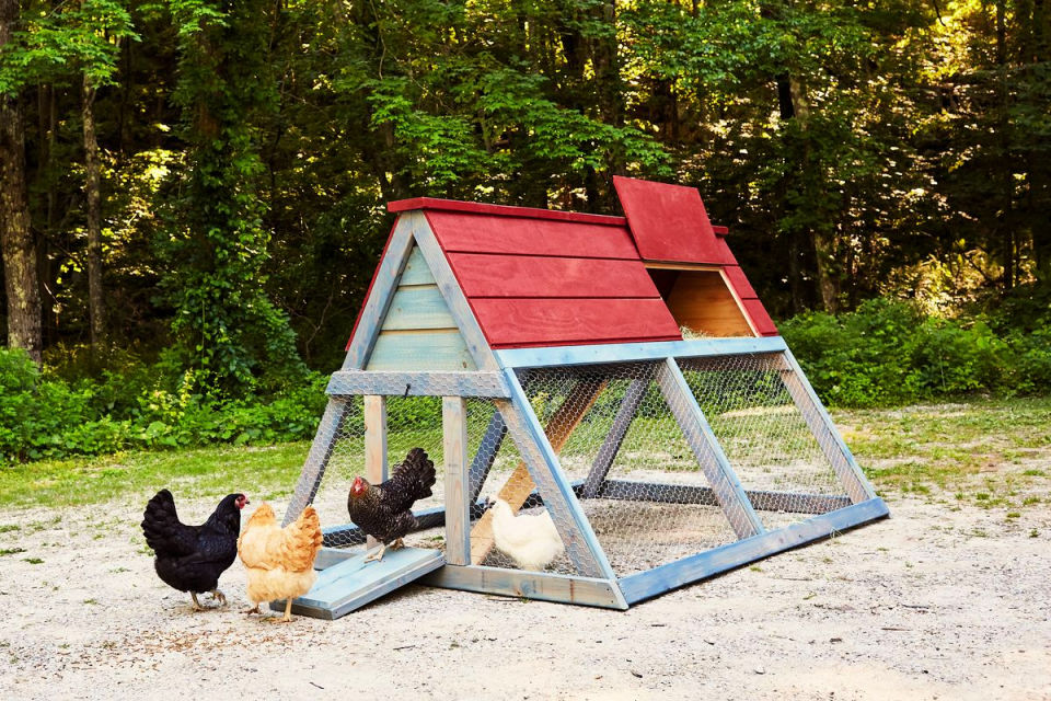 15 Free DIY A Frame Chicken Coop Plans 15-free-diy-a-frame-chicken-coop-plans