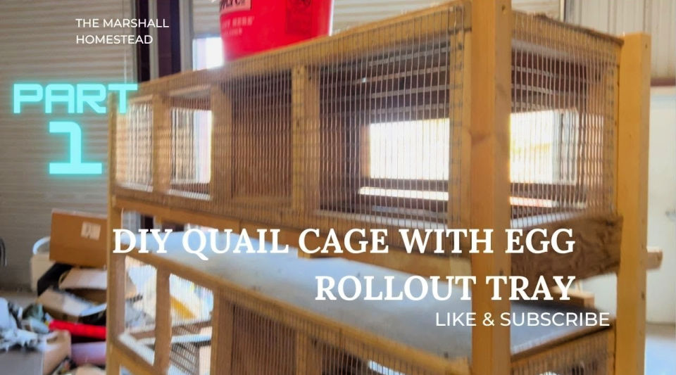 20 Homemade DIY Quail Cage Plans and Ideas