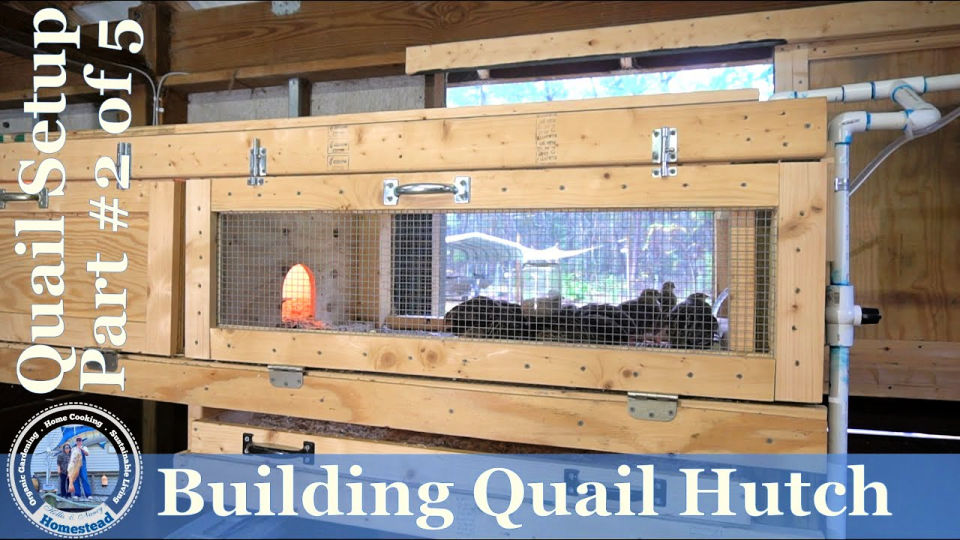 20 Homemade DIY Quail Cage Plans and Ideas