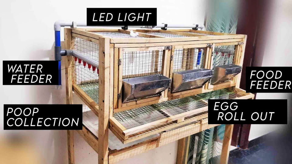 20 Homemade DIY Quail Cage Plans and Ideas