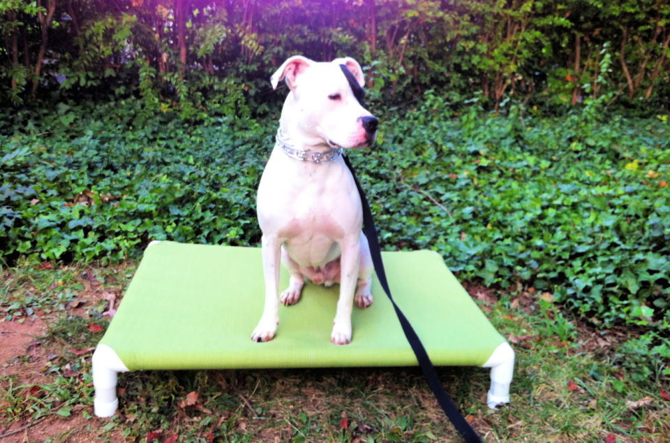 15 Free DIY Raised Dog Bed Plans