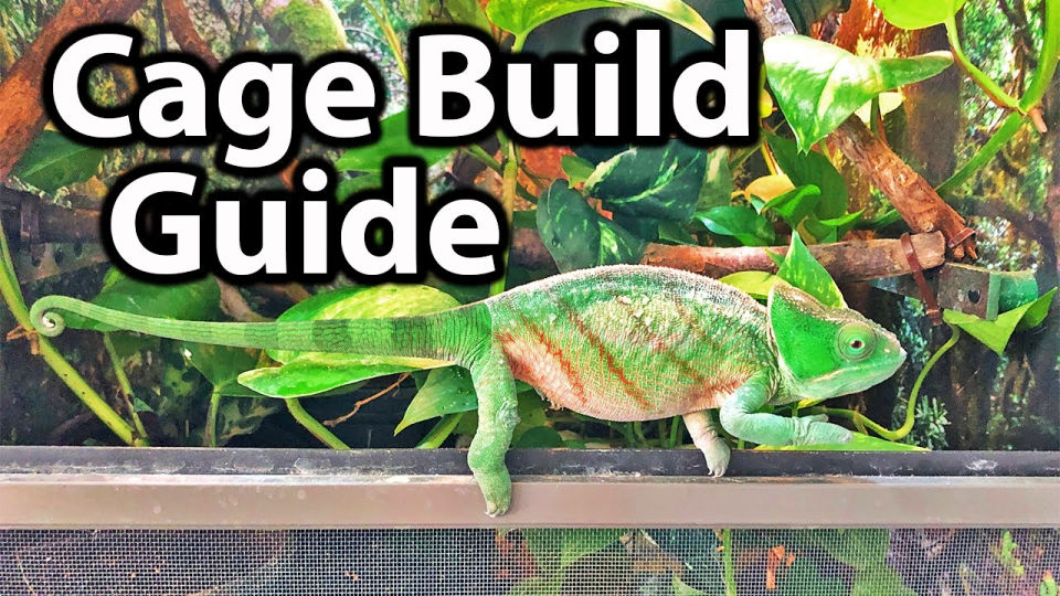 16 Homemade DIY Chameleon Cage Ideas