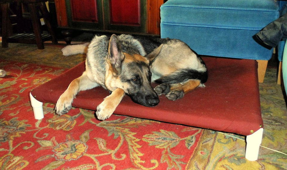 15 Free DIY Raised Dog Bed Plans