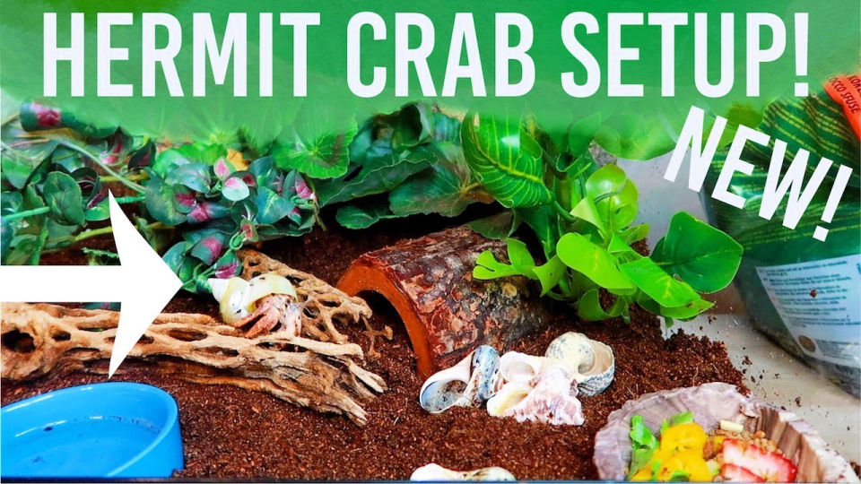 Beautiful view of Hermit Crab Bulk Cricket Feeding Setup
