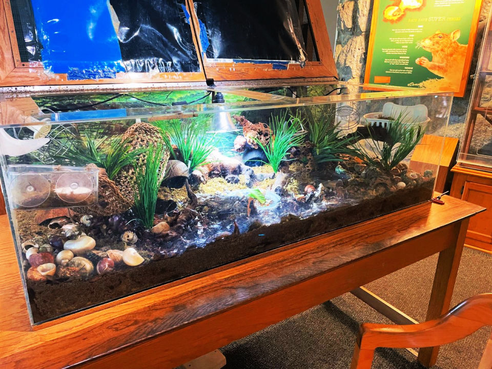 17 DIY Hermit Crab Tank Ideas Learn How To Make