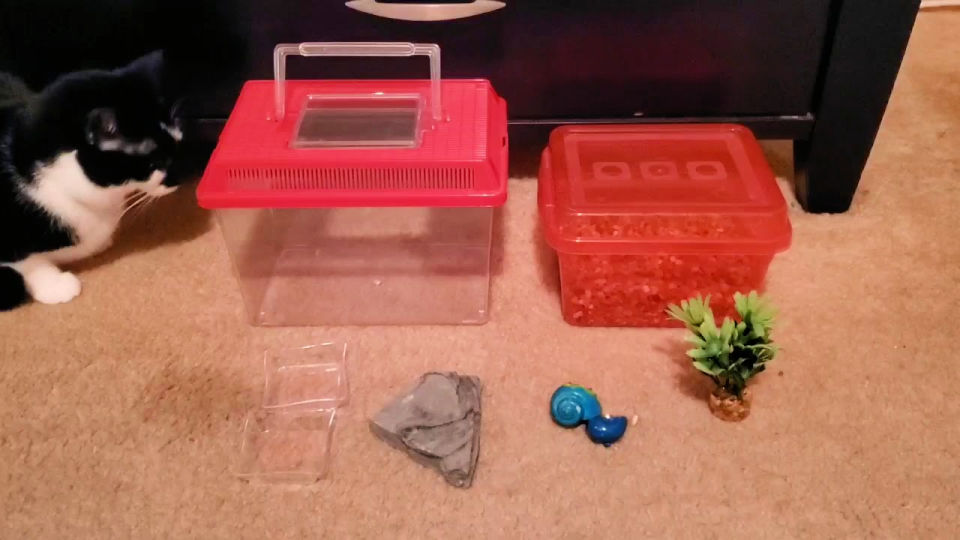 17 DIY Hermit Crab Tank Ideas Learn How To Make