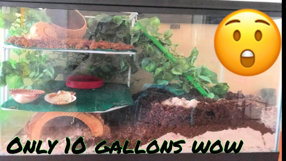 17 DIY Hermit Crab Tank Ideas Learn How To Make